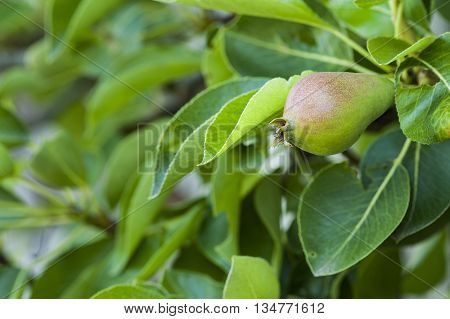 Pear growing and beginning to color in mid-June