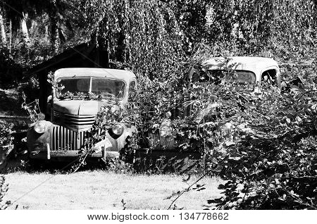 Black and white image of old rusted trucks