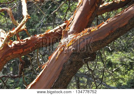 A red tree with peeling bark over a forest.