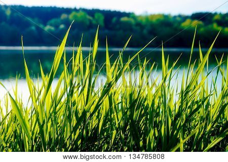 detail of grass halm at a lake in morning time