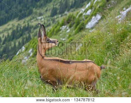 Chamois ( Rupicapra rupicapra) in natural habitat in summer