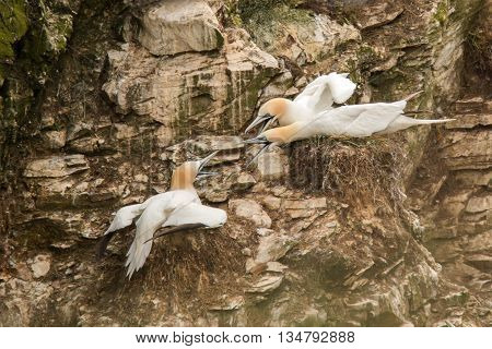 Northern gannet (Morus bassanus) fighting over nesting space, Troup Head Scotland