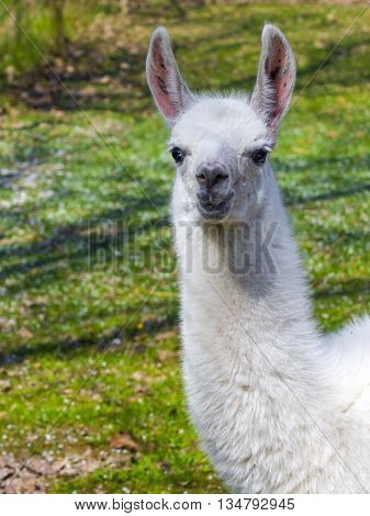 White llama (Lama glama) cria portrait with grass background