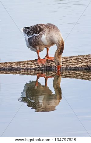 grey goose drinks water in the pond and is reflected in it