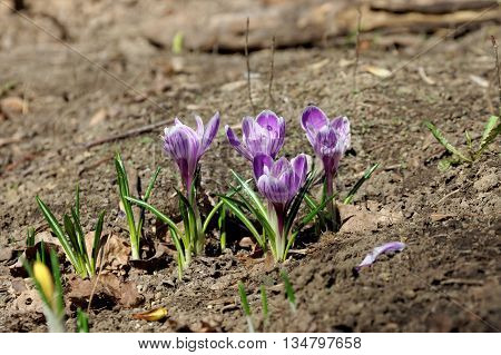 Violet flowers of crocus in early May.