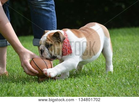 english bulldog playing ball outide in the grass