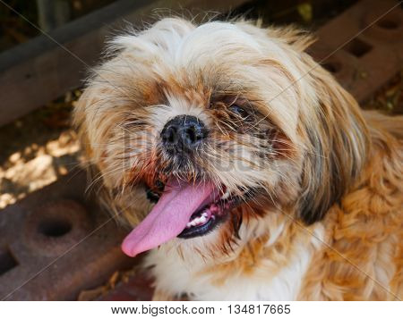 Close up cute dog face on blur background