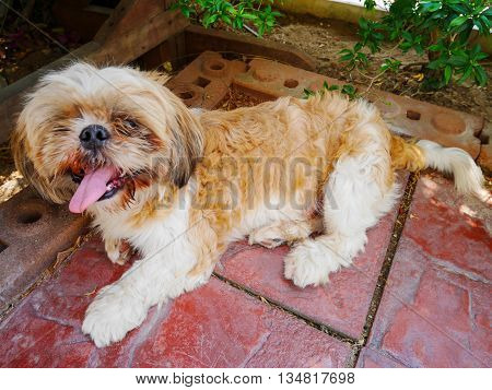 Close up cute dog sit on the floor