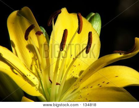 Lillium jaune