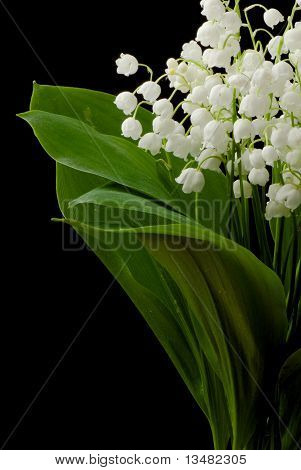 Nowdrop