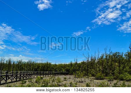 Wooden bridge in mangrove forest and blue sky in thailand