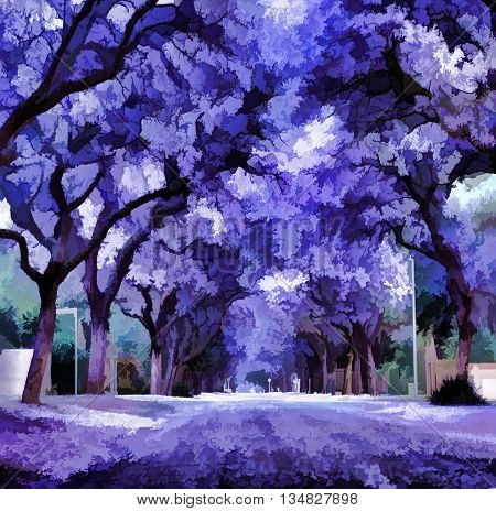 Summer jacaranda blooming. Violet jacaranda trees blooming with flowers picture.