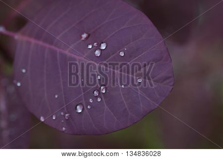 some water drops onna dark purple leaf