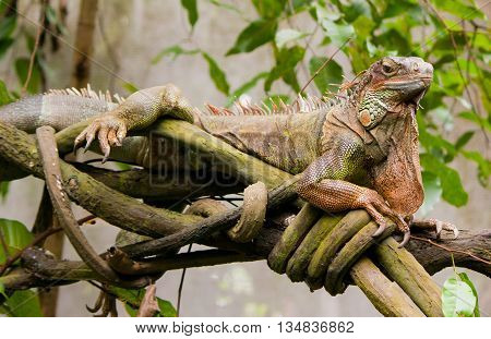 iquana on the tree in Singapore zoo