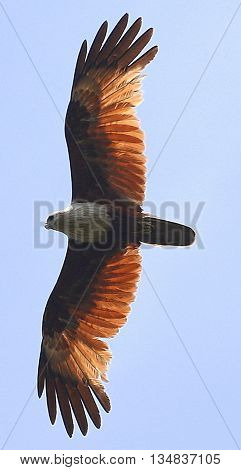 Brahminy Kite soaring above swamp near Songkhla, Thailand