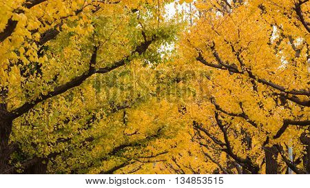 Golden yellow ginkgo trees in autumn season, Tokyo Japan