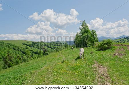 Rural landscape with horses in a pasture in the mountain valley. Landscape with green trees mountain in summer