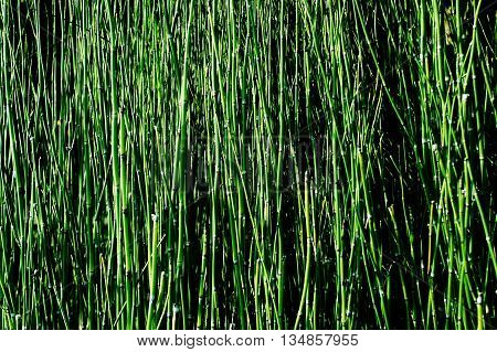Equisetum debile Roxb.ex Vauch. (Horsetail) for background or texture