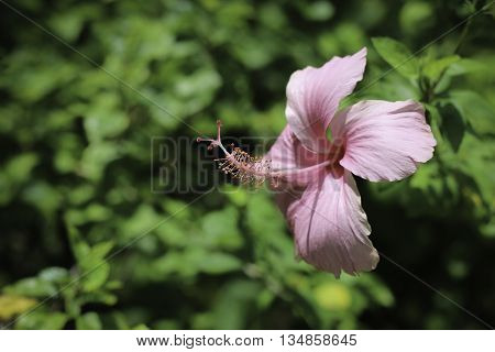 Blur Red Hibiscus Flower/Red Hibiscus Flower butifull