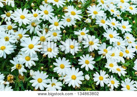 nice daisies