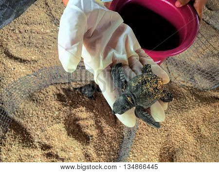 Olive baby turtle in human hand. Hand holding newly hatched baby turtle