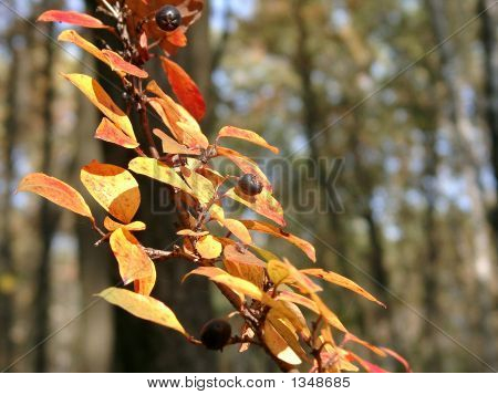  Cotoneaster im Herbst