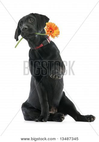 Puppy Labrador