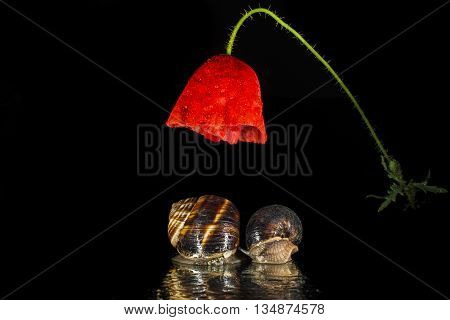 Snails and poppy  flower isolated on black  background