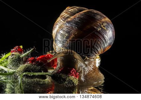 Snail and poppy  buds on black  background