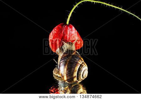 Snail and poppy flower isolated on black background