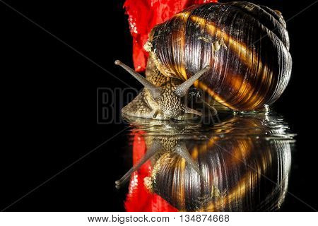 Snail and poppy  flower isolated  on black background