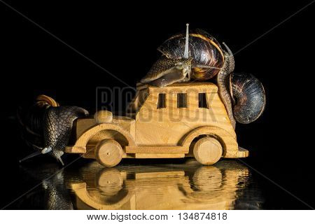 Snails riding toy wooden car isolated on black background