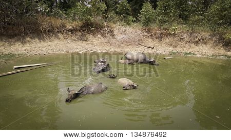 Animal Buffalo swimming in a river and on nature background