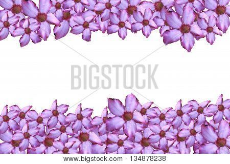 Spring flowers on white background with copy space