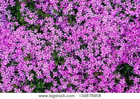 flower phlox subulata as background top view