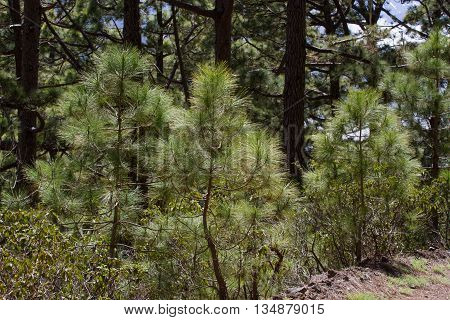 Forest of Pinus canariensis. Pine trees in Tenerife, road Pinolere to Teide