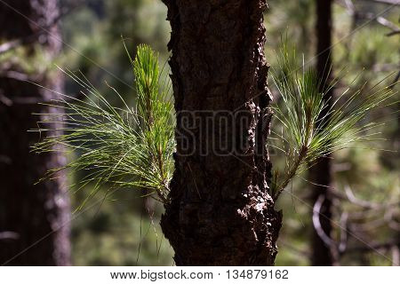 Forest of Pinus canariensis. Pine trees in Tenerife, road Pinolere to Teide
