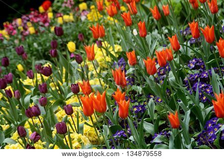 Abstract Creative Colourfull Garden Flower Scene  London England