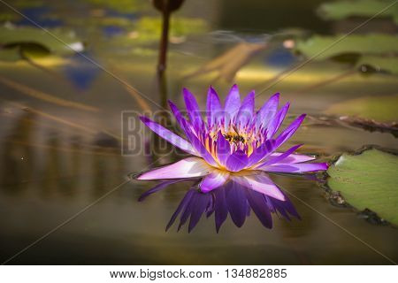 Bee pollen lotus suck in the park