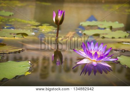 Lotus in the pool at the park