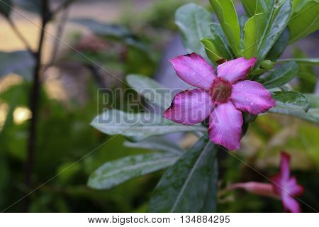 flowers color nature background beautiful blossom garden green design pink flora