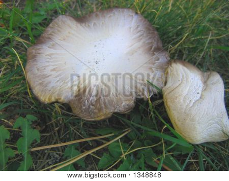 Wild Mushroom