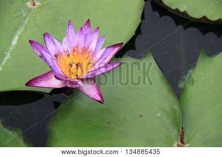 Lotus, purple, white on beautiful nature background