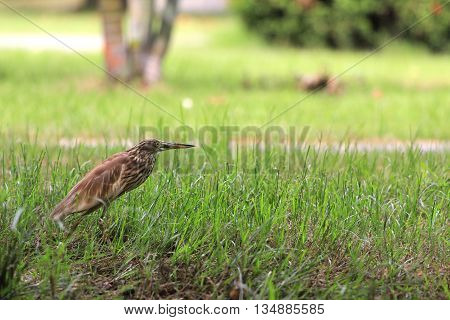 Pelicans eat fish bird on nature background