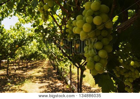 Vineyard in the Israeli settlement in the center of the country