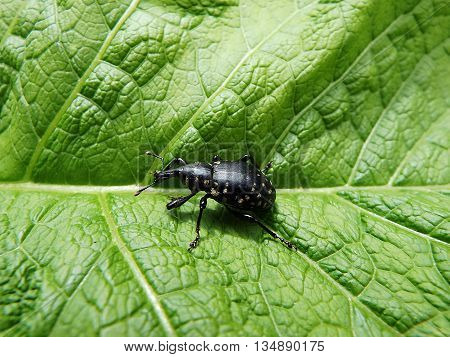black beetle on a green background  , (Liparus glabrirostris)