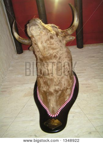 Bull Head