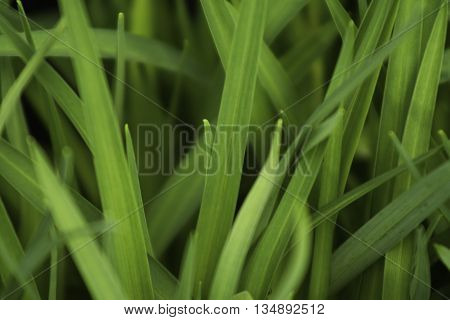 Upclose photo of green blades of grass