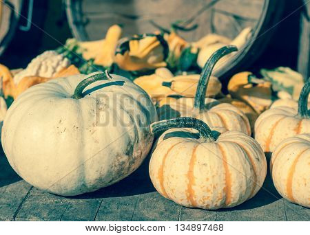 Multiple pumpkins at the farmers market, cross processed