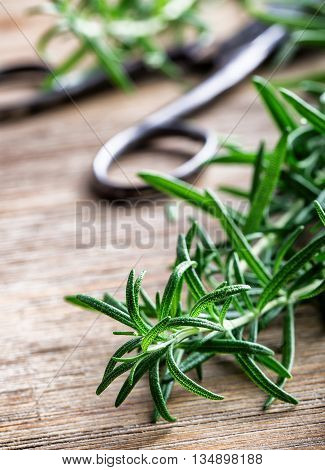 Rosemary. Fresh rosemary herbs. Scissors cut herbs fresh rosemary. Organic aromatic herbs.